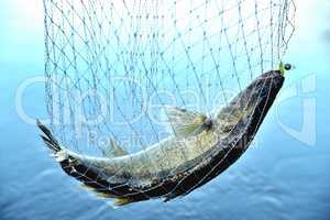 fish caught in the net against the background of water, zander,