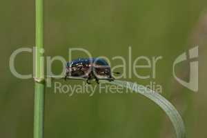 Close-up of Cetonia aurata beetle in natural environment