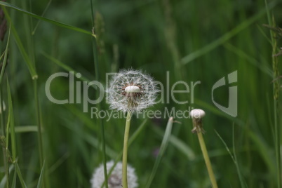 Dandelion white seeds closeup on blurry grass background