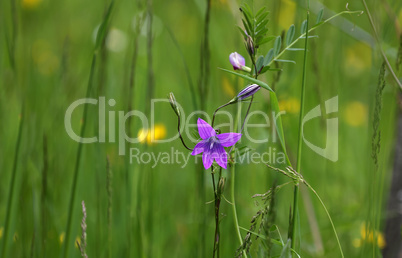 Purple field bells in the meadow in summer