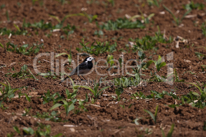 Wagtail in the field looking for food