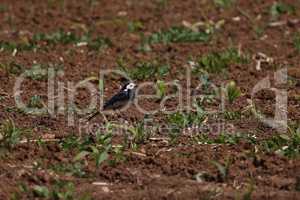 Wagtail in the field looking for food