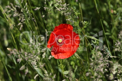 Red poppy in the meadow in the grass