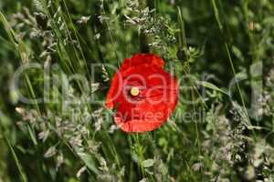 Red poppy in the meadow in the grass