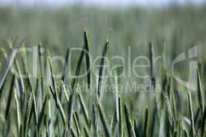 The rye green growing in the field