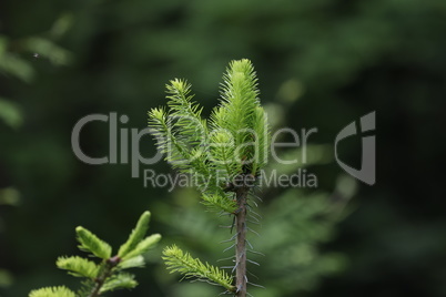 Young shoots on a fir branch in the forest