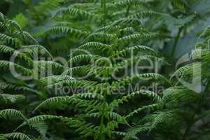 Green fern leaves in the forest in summer