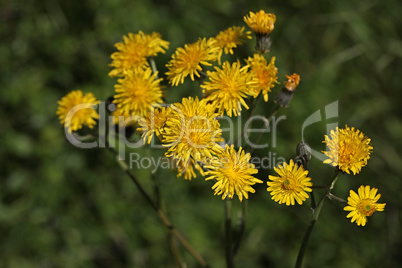 Yellow wildflowers in the meadow in summer