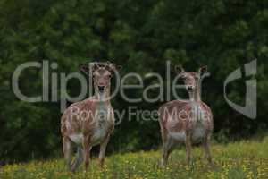 Roe deer at the edge of the forest