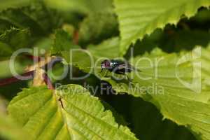 Green fly resting on green leaves of a bush