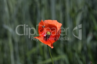 Red poppy in the meadow in the grass