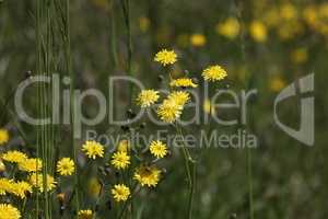 Yellow wildflowers in the meadow in summer