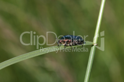 Close-up of Cetonia aurata beetle in natural environment