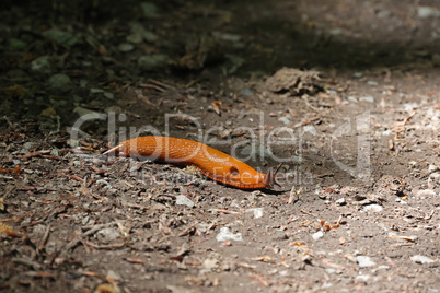 Spanish slug slowly crawls on the ground