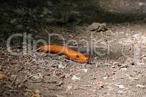 Spanish slug slowly crawls on the ground