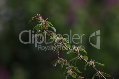 Twig with blossoming green leaves on a blurred background