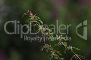 Twig with blossoming green leaves on a blurred background