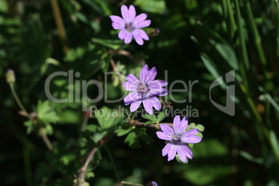 Purple wildflowers in the meadow in summer