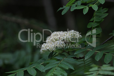 Rowan flowers on a tree among green leaves