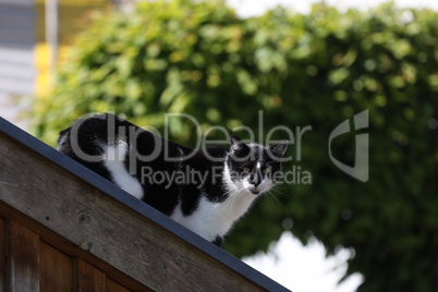 Domestic cat climbs the fence at home
