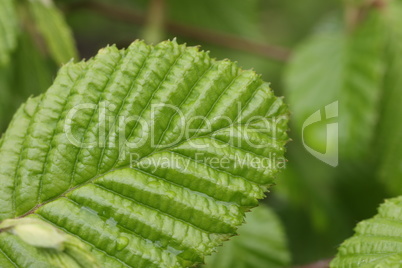 Young foliage on trees in spring close up