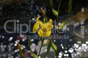 Iris pseudacorus Yellow Flag Iris in the garden