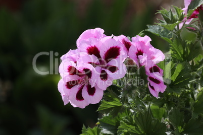 Pink geraniums in garden in spring - spring flower