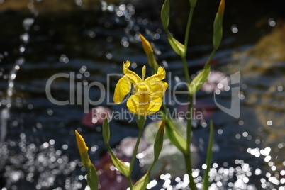Iris pseudacorus Yellow Flag Iris in the garden
