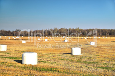 agricultural field with white big bags, autumn clear sunny day b
