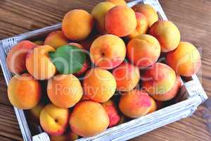 Fresh juicy, natural apricots in a white wooden box on a natural