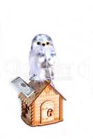 toy cute owl with yellow eyes sitting on a toy wooden house pigg