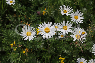 A group of white daisies in the meadow