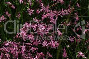 Pink flowers of Ragged-Robin in a meadow