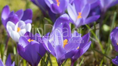 crocuses