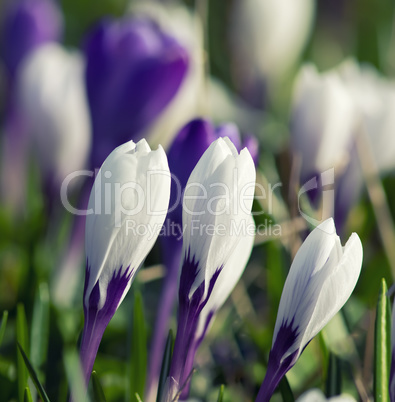 crocuses