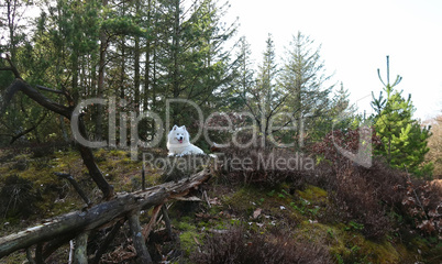 samoyed dog