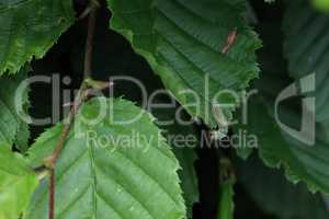 Green caterpillar eats young foliage on bushes