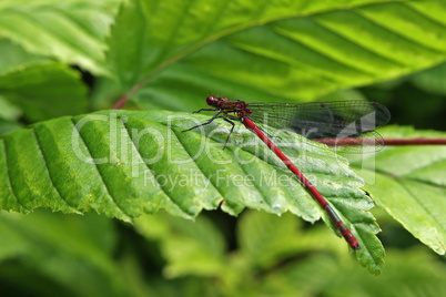 Large Red Damselfly sitting on a leaf