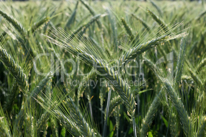 close up of young green wheat on the field