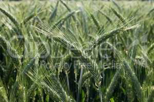 close up of young green wheat on the field