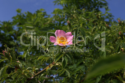 wild rose dogrose against a background of green leaves