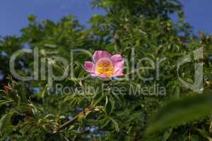wild rose dogrose against a background of green leaves