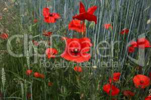 Red poppy in a field among wheat