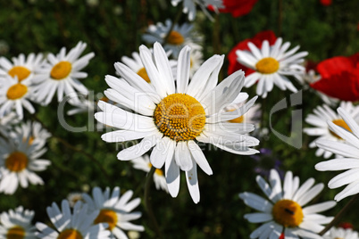 A group of white daisies in the meadow