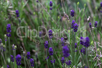 Close up of blooming lavender flowers with fragrant fields