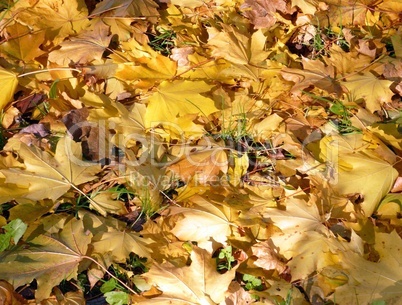 yellow maple carpet