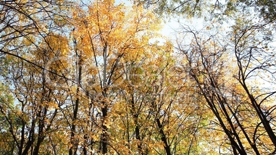 trees in autumn