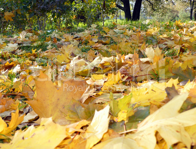 yellow maple carpet