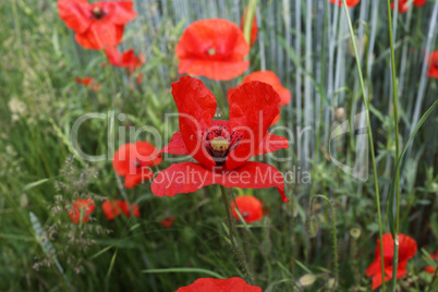 Red poppy in a field among wheat