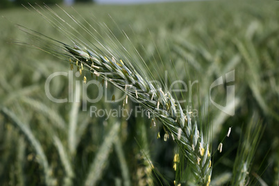 Close up of young green wheat on the field